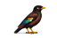 Myna